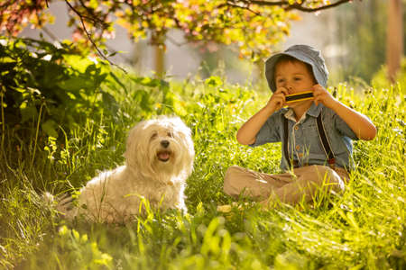 Stylish preshcool child, cute boy with his pet dog, maltese breed, playing in the park under a blooming tree on harmonica on sunsetの写真素材