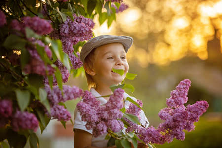 Stylish preshcool child, cute boy, enjoying lilac flowers bush in blooming garden on sunsetの写真素材
