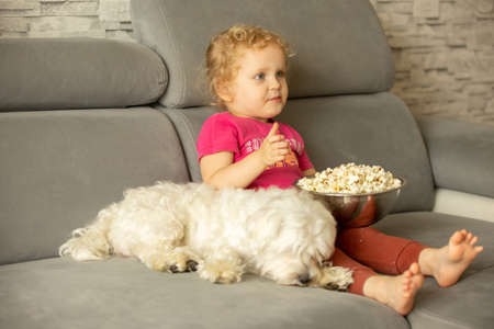 Cute little blond toddler girl, sitting in front of the TV with popcorn, watching movie with her pet maltese dogの写真素材