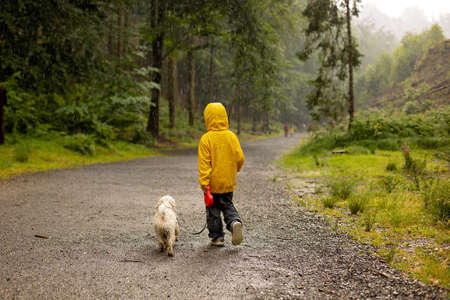 Father and three children with pet maltese dog, walking in a forest in a heavy rain day summertimeの写真素材