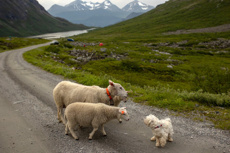 Family with children and dog, hiking in Litlefjellet on sunset, enjoying amazing view from the top of hiking trail Romsdalenの写真素材
