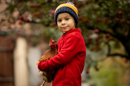Cute preschool child, blond boy, holding hen chicken in a garden autumntimeの写真素材