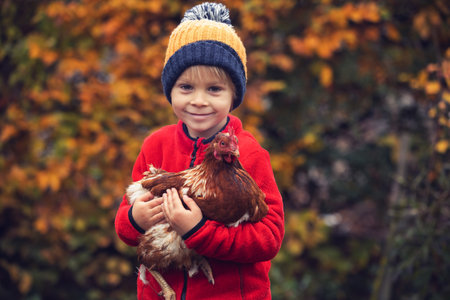 Cute preschool child, blond boy, holding hen chicken in a garden autumntimeの写真素材