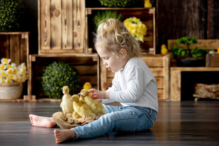 Happy beautiful childre, kids, playing with small beautiful ducklings, cute fluffy animal birdsの写真素材