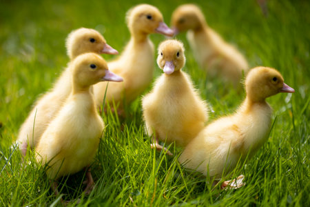 Little cute ducklings on green grass, outdoors