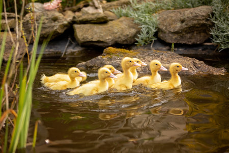 Ducklings swim in a little pond with plants and flowers in backyardspringtimeの写真素材
