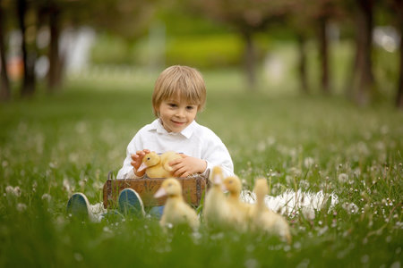 Beautiful preschool boy, playing in the park with little ducks and blowing dandelions, rural spring sceneの写真素材