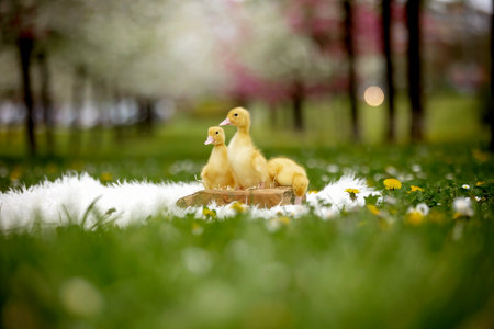 Ducklings in the park, walking and eating, springtimeの写真素材