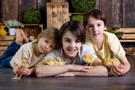 Happy beautiful childre, kids, playing with small beautiful ducklings, cute fluffy animal birds