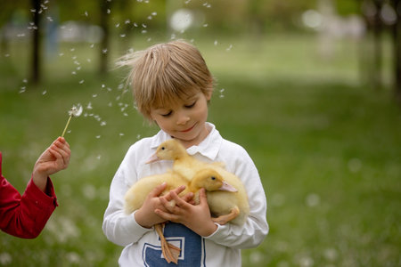 Beautiful preschool boy, playing in the park with little ducks and blowing dandelions, rural spring sceneの写真素材