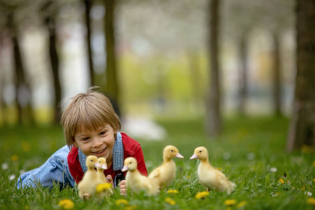 Beautiful preschool boy, playing with little ducks in the park srpingtimeの写真素材