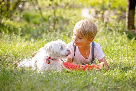 Amazing blond toddler child, boy with pet dog, eating watermelon in garden, summertimeの写真素材