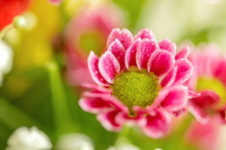 Beautiful bouquet different mix flowers, macro shot