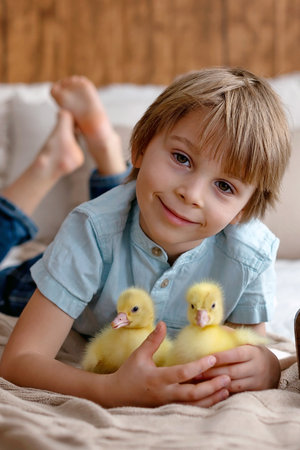 Happy beautiful child, kid, playing with small beautiful ducklings or goslings,, cute fluffy yellow...