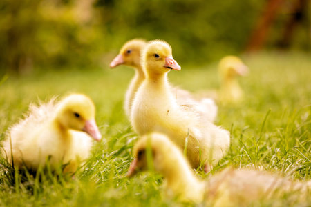 Cute beautiful schoolchild, playing with little gosling in a park on sunset, barefoot kid enjoying young animal birdsの写真素材