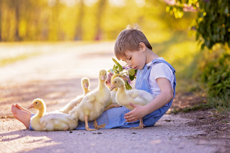 Cute beautiful schoolchild, playing with little gosling in a park on sunset, barefoot kid enjoying young animal birdsの写真素材