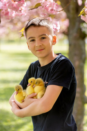 Beautiful children, boys, siblings, playing with little goslings in the park srpingtimeの写真素材