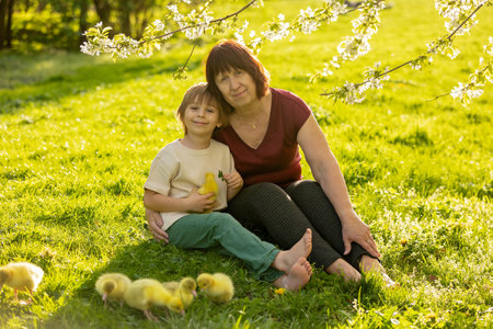 Happy beautiful child, kid, playing with small beautiful ducklings or goslings, cute fluffy yellow animal birds in the parkの写真素材