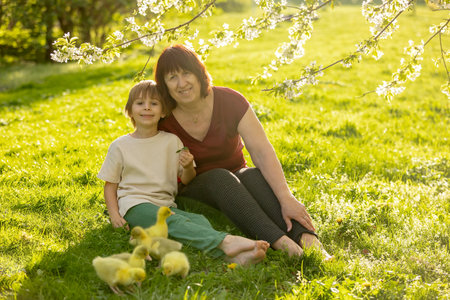 Happy beautiful child, kid, playing with small beautiful ducklings or goslings, cute fluffy yellow animal birds in the parkの写真素材
