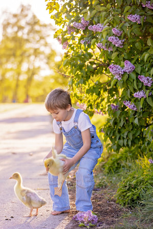 Cute beautiful schoolchild, playing with little gosling in a park on sunset, barefoot kid enjoying young animal birdsの写真素材
