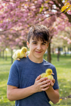 Beautiful children, boys, siblings, playing with little goslings in the park srpingtimeの写真素材