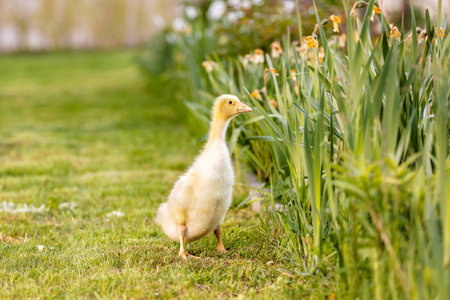 Cute beautiful schoolchild, playing with little gosling in a park on sunset, barefoot kid enjoying young animal birdsの写真素材