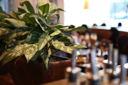 Plants in restaurantの写真素材
