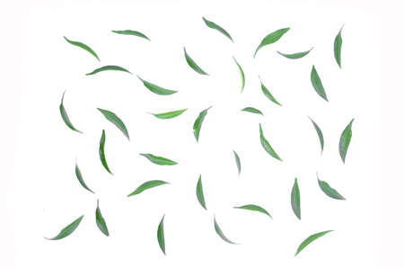 The leaves are lined together beautifully on a white background.の写真素材