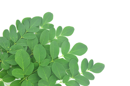 Moringa leaves are green herbs placed on a white background.の写真素材