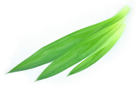Fresh green pandanus fragrant on a white background.