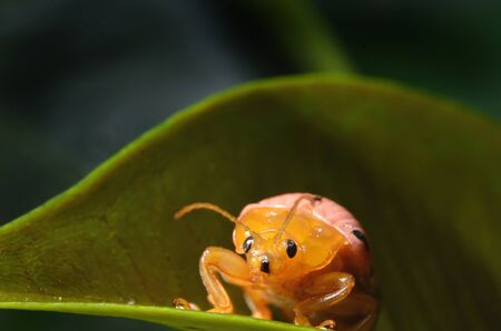 Ladybug on leaves in nature.With a cheerful gesture.