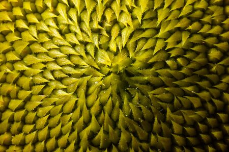 Sharp spiky sunflowers pollen  taken at close range.の写真素材