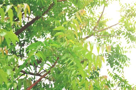 Neem leaves in the nature can be eaten.の写真素材