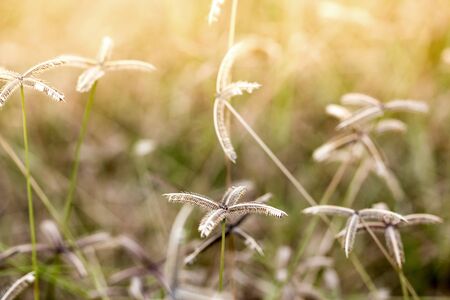 Yellow dry grass field. Golden summer grass background.