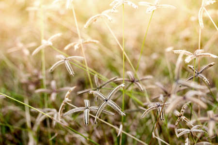 Yellow dry grass field. Golden summer grass background.の写真素材