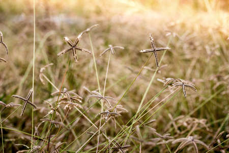Yellow dry grass field. Golden summer grass background.の写真素材