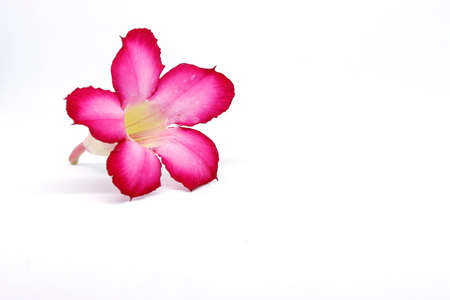 plumeria flower isolated on white background.の写真素材