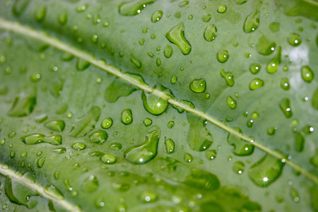 Green leaf with drops of water