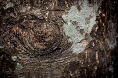 Old Wood Tree Texture Background Pattern