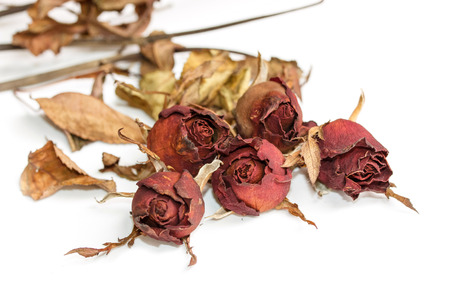 Rose dried on a white background.の写真素材