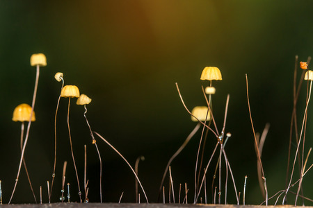 Mushrooms in forest, mushrooms are born in the wild nature.