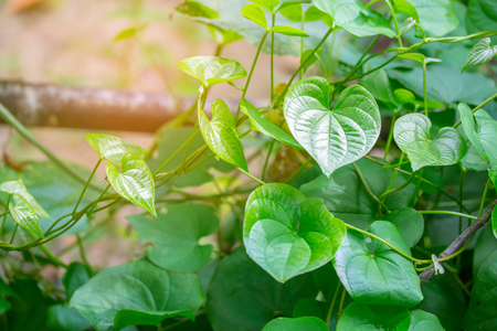 Green leaves background in sunny dayの写真素材