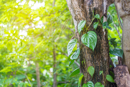 Green leaves background in sunny dayの写真素材