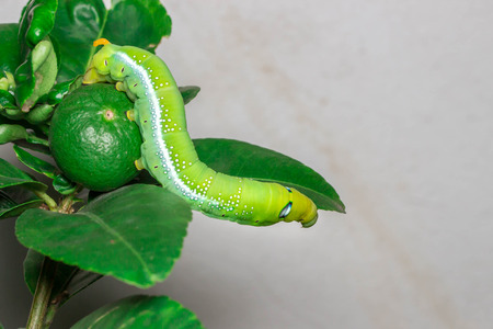 Green caterpillar on the leaves of lemon tree