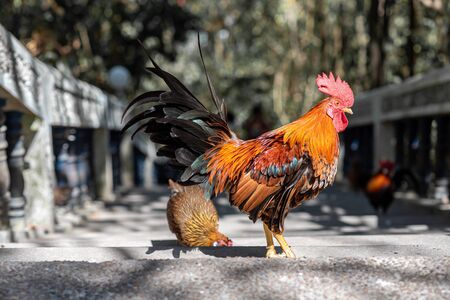 Bantam cock, bantam crows chicken colorful redの写真素材