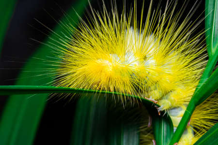 Macro photo of a insect caterpillar at green leaves, Is a poisonous insect worm that is found in nature.Selection focus only on some points in the image.の写真素材