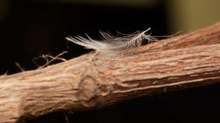 Macro photo of a feather placed on a branchの写真素材