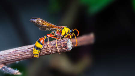 Black back mud-wasp is a common hornet in Southeast Asia. These hornets are poisonous in the bottom to be used to attack prey or invasive enemies.の写真素材
