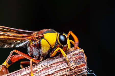 Black back mud-wasp is a common hornet in Southeast Asia. These hornets are poisonous in the bottom...