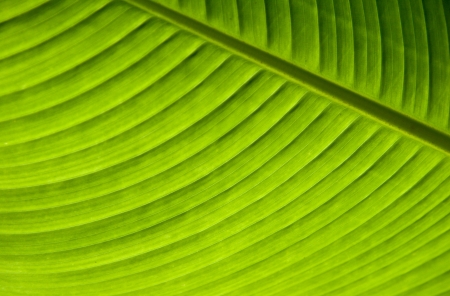 background of a palm leafの写真素材